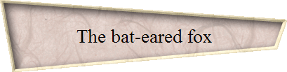 The bat-eared fox