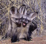 Bat-eared fox pupiies